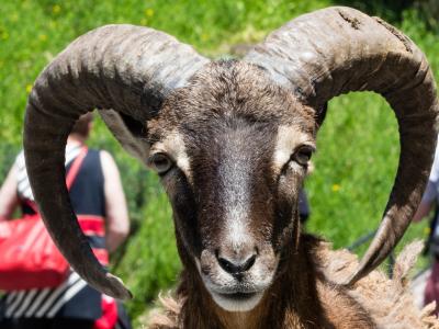 Steinbock Tierpark